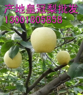皇冠梨原产地今年产量情况