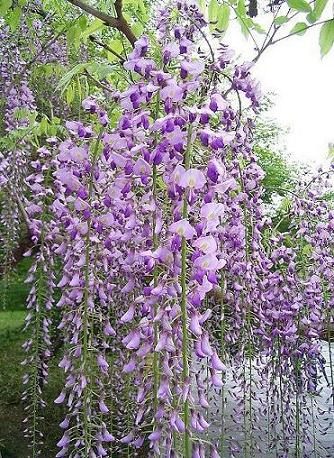 河南紫藤价格鄢陵紫藤花