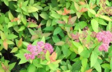 金焰绣线菊  鄢陵红花绣线菊价格