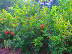 批发花石榴基地  河南花石榴